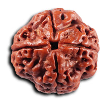 Load image into Gallery viewer, 4 Mukhi Rudraksha from Nepal - Bead No.427
