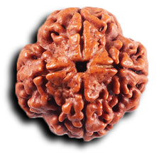 Load image into Gallery viewer, 4 Mukhi Rudraksha from Nepal - Bead No. 428
