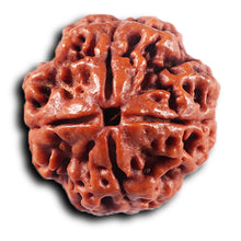 Load image into Gallery viewer, 4 Mukhi Rudraksha from Nepal - Bead No. 429
