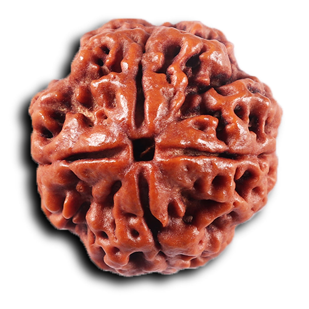 4 Mukhi Rudraksha from Nepal - Bead No. 429