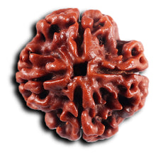 Load image into Gallery viewer, 4 Mukhi Rudraksha from Nepal - Bead No. 430
