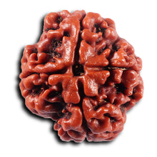 Load image into Gallery viewer, 4 Mukhi Rudraksha from Nepal - Bead No.431
