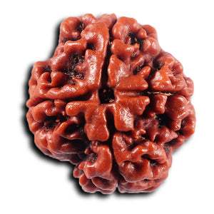 4 Mukhi Rudraksha from Nepal - Bead No.431