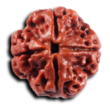 Load image into Gallery viewer, 4 Mukhi Rudraksha from Nepal - Bead No. 434
