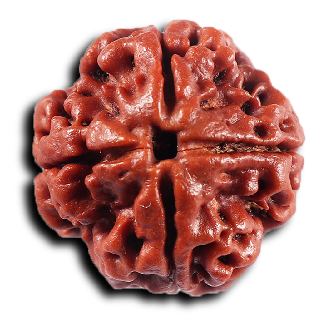 4 Mukhi Rudraksha from Nepal - Bead No. 434