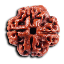 Load image into Gallery viewer, 4 Mukhi Rudraksha from Nepal - Bead No. 435
