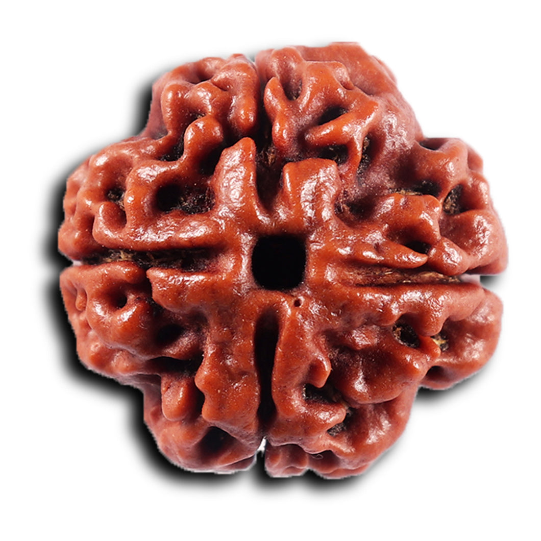 4 Mukhi Rudraksha from Nepal - Bead No. 435