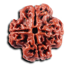 Load image into Gallery viewer, 4 Mukhi Rudraksha from Nepal - Bead No. 436
