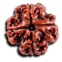 Load image into Gallery viewer, 4 Mukhi Rudraksha from Nepal - Bead No. 437
