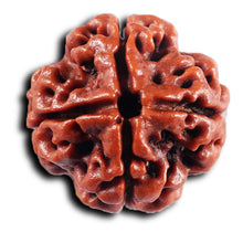 Load image into Gallery viewer, 4 Mukhi Rudraksha from Nepal - Bead No. 438
