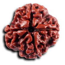 Load image into Gallery viewer, 4 Mukhi Rudraksha from Nepal - Bead No. 440
