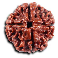 Load image into Gallery viewer, 4 Mukhi Rudraksha from Nepal - Bead No.441
