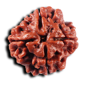 4 Mukhi Rudraksha from Nepal - Bead No. 442