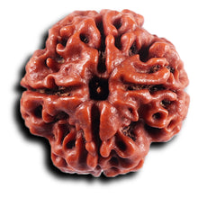 Load image into Gallery viewer, 4 Mukhi Rudraksha from Nepal - Bead No. 444
