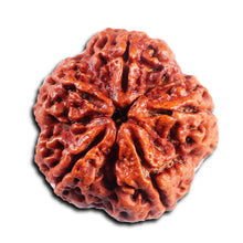 Load image into Gallery viewer, 5 Mukhi Rudraksha from Nepal - Bead No.484
