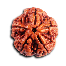 Load image into Gallery viewer, 5 Mukhi Rudraksha from Nepal - Bead No. 485
