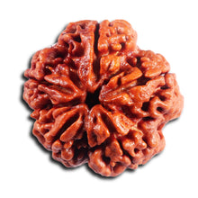 Load image into Gallery viewer, 5 Mukhi Rudraksha from Nepal - Bead No.486
