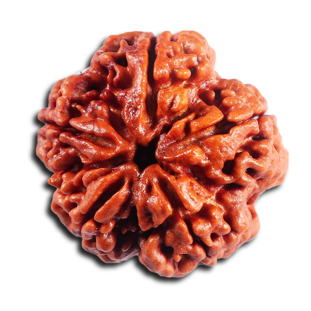 5 Mukhi Rudraksha from Nepal - Bead No.486