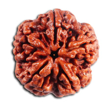 Load image into Gallery viewer, 5 Mukhi Rudraksha from Nepal - Bead No. 487
