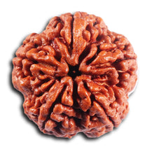 Load image into Gallery viewer, 5 Mukhi Rudraksha from Nepal - Bead No.489
