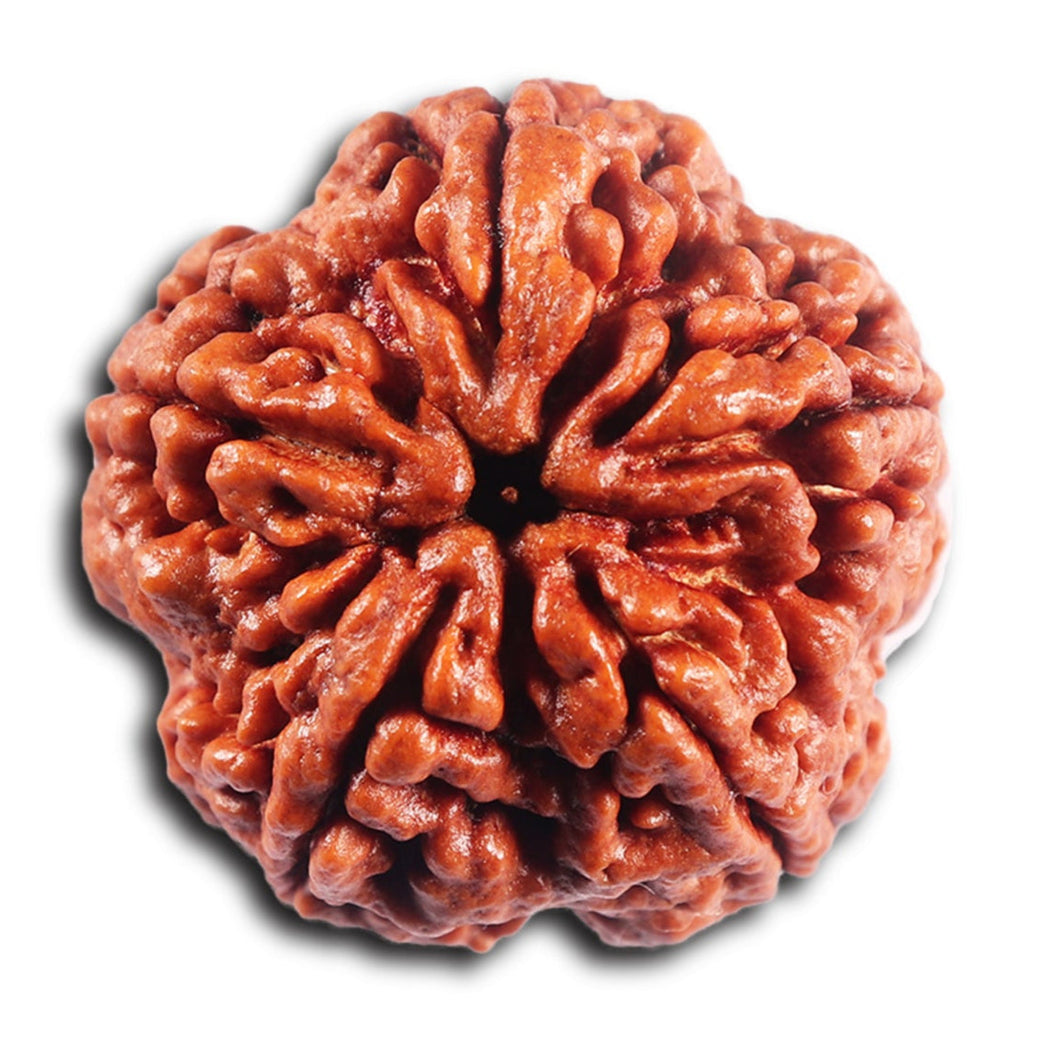 5 Mukhi Rudraksha from Nepal - Bead No.489