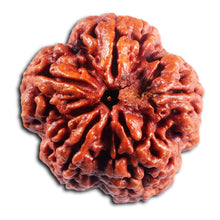 Load image into Gallery viewer, 5 Mukhi Rudraksha from Nepal - Bead No. 491
