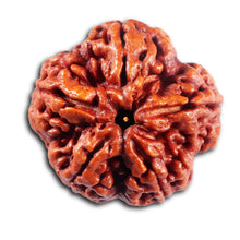 Load image into Gallery viewer, 5 Mukhi Rudraksha from Nepal - Bead No. 492
