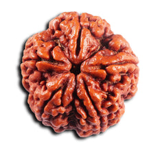 Load image into Gallery viewer, 5 Mukhi Rudraksha from Nepal - Bead No. 495
