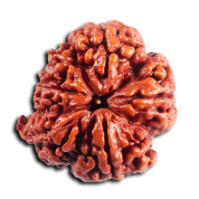 Load image into Gallery viewer, 5 Mukhi Rudraksha from Nepal - Bead No. 496
