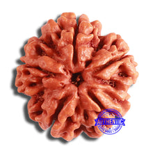 Load image into Gallery viewer, 5 Mukhi Rudraksha from Nepal - Bead No. 372
