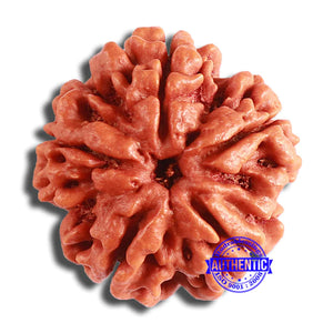 5 Mukhi Rudraksha from Nepal - Bead No. 372