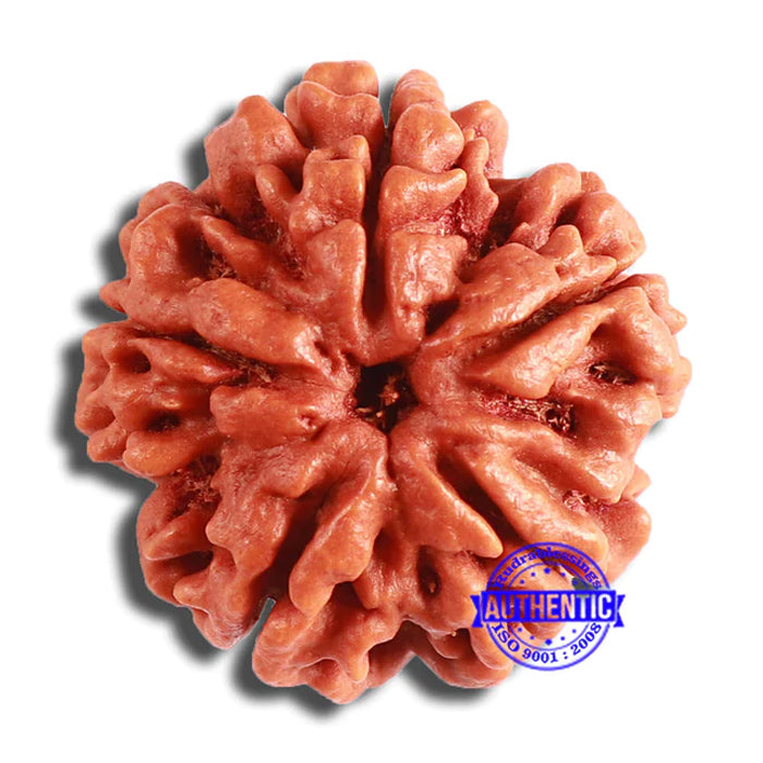 5 Mukhi Rudraksha from Nepal - Bead No. 372