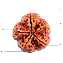 Load image into Gallery viewer, 5 Mukhi Rudraksha from Nepal - Bead No.484
