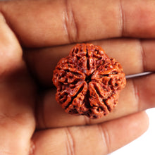 Load image into Gallery viewer, 5 Mukhi Rudraksha from Nepal - Bead No.484
