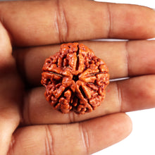 Load image into Gallery viewer, 5 Mukhi Rudraksha from Nepal - Bead No. 485
