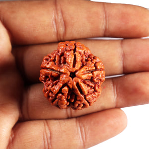 5 Mukhi Rudraksha from Nepal - Bead No. 485