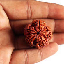 Load image into Gallery viewer, 5 Mukhi Rudraksha from Nepal - Bead No.486
