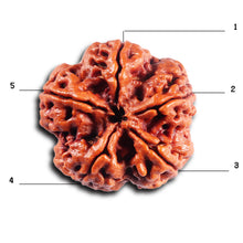 Load image into Gallery viewer, 5 Mukhi Rudraksha from Nepal - Bead No. 487
