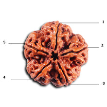 Load image into Gallery viewer, 5 Mukhi Rudraksha from Nepal - Bead No.489
