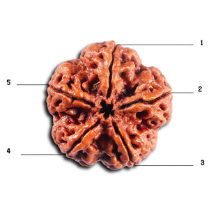 5 Mukhi Rudraksha from Nepal - Bead No.489