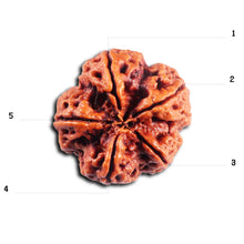 Load image into Gallery viewer, 5 Mukhi Rudraksha from Nepal - Bead No. 491
