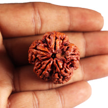 Load image into Gallery viewer, 5 Mukhi Rudraksha from Nepal - Bead No. 491
