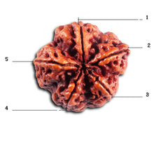 Load image into Gallery viewer, 5 Mukhi Rudraksha from Nepal - Bead No. 492
