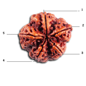 5 Mukhi Rudraksha from Nepal - Bead No. 492