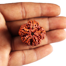 Load image into Gallery viewer, 5 Mukhi Rudraksha from Nepal - Bead No. 492
