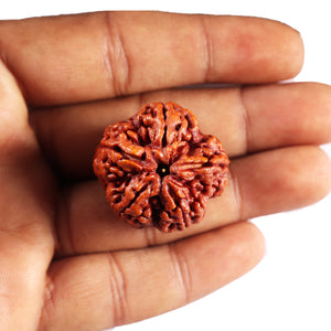 5 Mukhi Rudraksha from Nepal - Bead No. 492