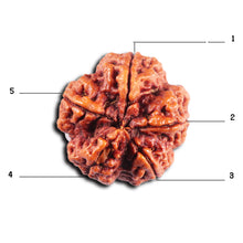 Load image into Gallery viewer, 5 Mukhi Rudraksha from Nepal - Bead No. 495
