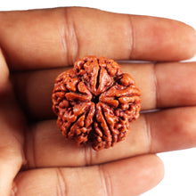 Load image into Gallery viewer, 5 Mukhi Rudraksha from Nepal - Bead No. 495
