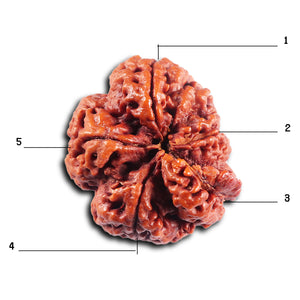 5 Mukhi Rudraksha from Nepal - Bead No. 496