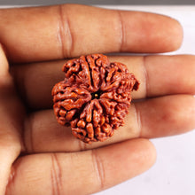 Load image into Gallery viewer, 5 Mukhi Rudraksha from Nepal - Bead No. 496
